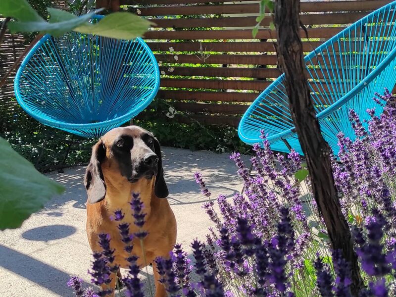 Vidiecka Záhrada Viničné